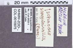 Etiketten zu Ischnodes sanguinicollis (NHMW-ZOO-COL-0010975)